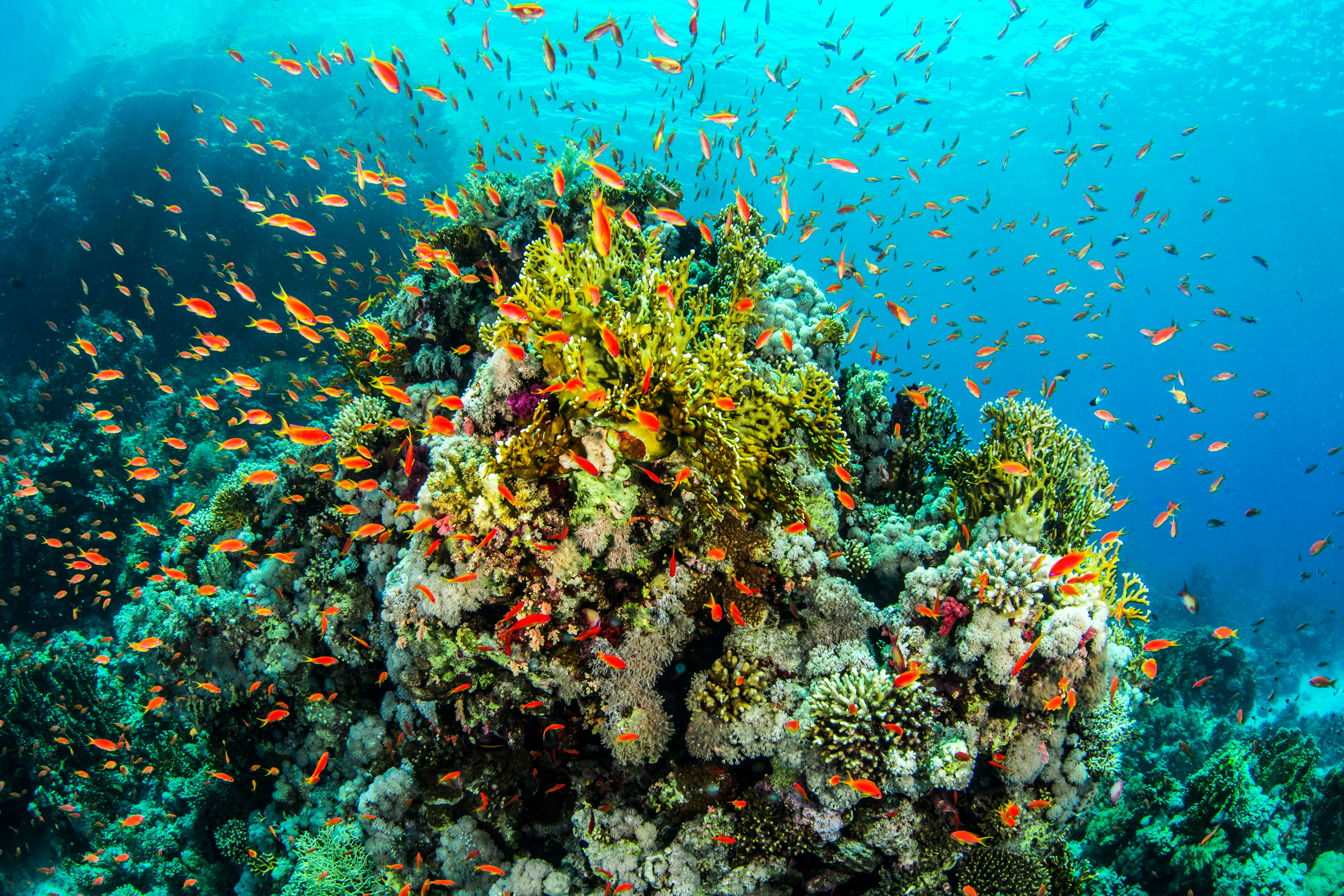 Sharm El Sheikh